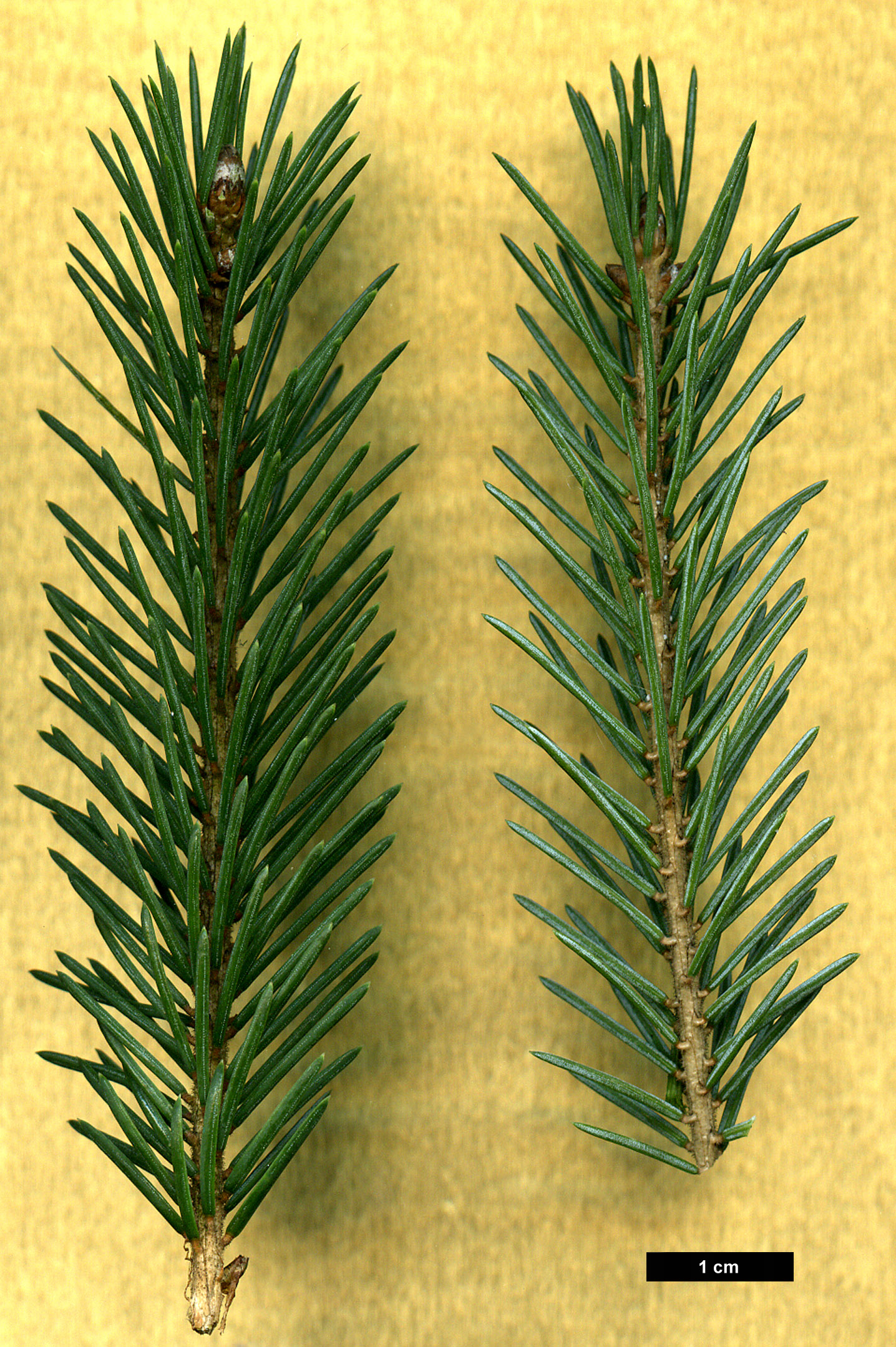 High resolution image: Family: Pinaceae - Genus: Picea - Taxon: likiangensis - SpeciesSub: var. rubescens